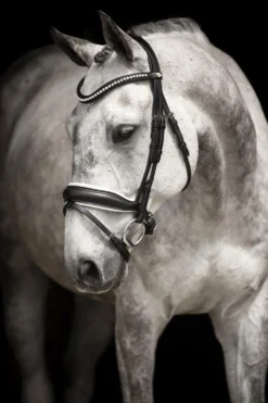Källquist Equestrian Träns & Pannband|Källquist Equestrian-Träns Integro Grande Svart
