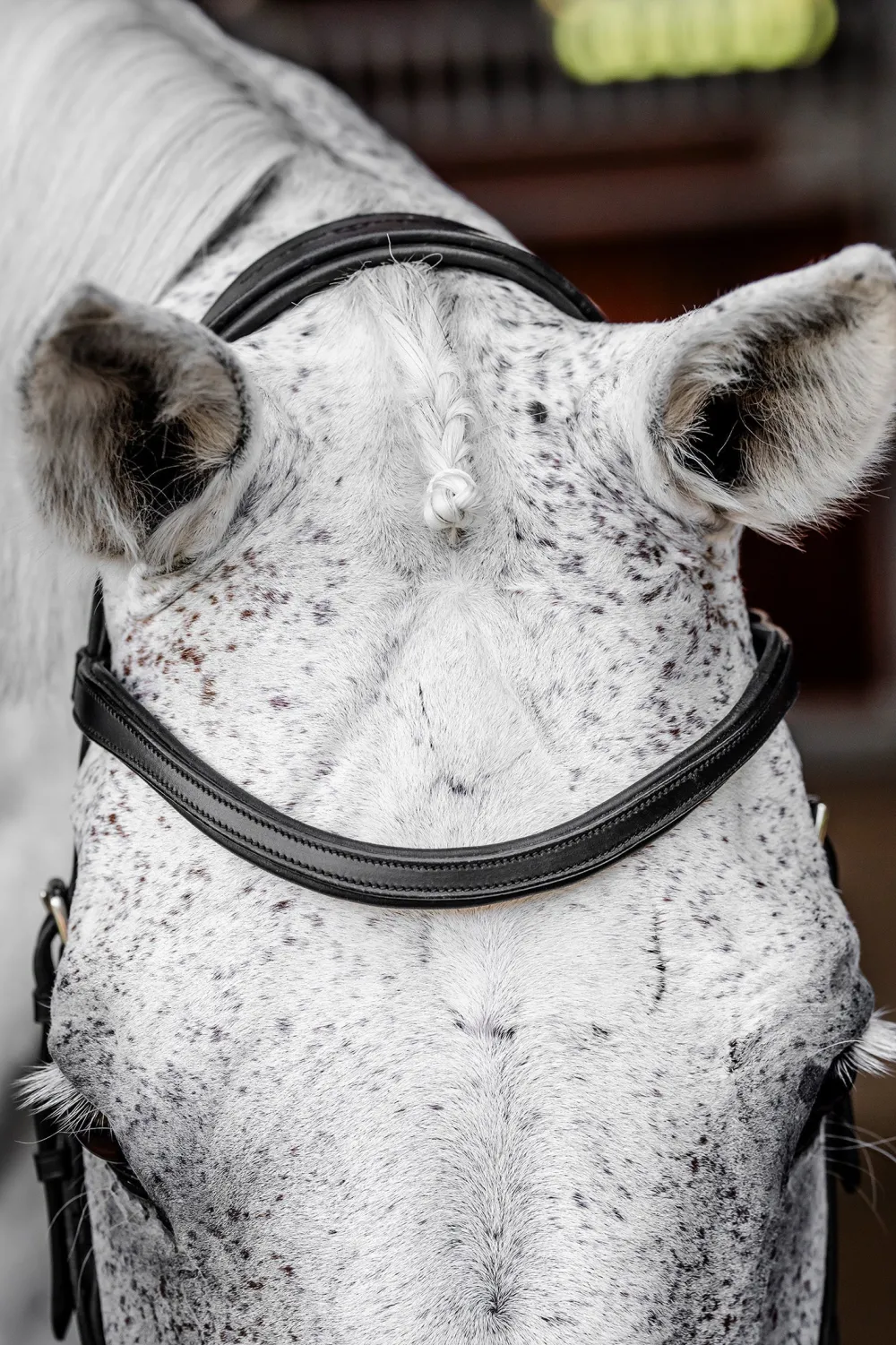 Horseware Träns & Pannband|Horseware-Trän icke Copetition vart