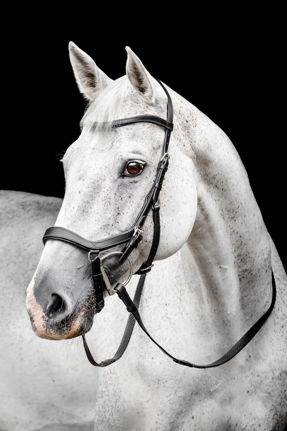 Horseware Träns & Pannband|Horseware-Trän icke Copetition vart