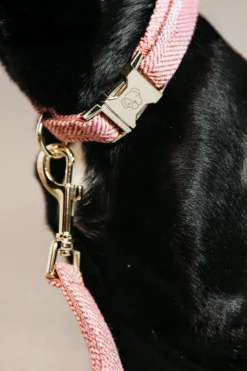Kentucky Dogwear Kentucky Dogwear-U Hundhaband
