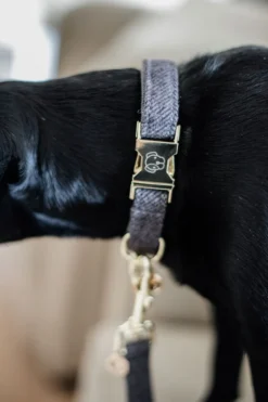 Kentucky Dogwear Kentucky Dogwear-U Hundhaband