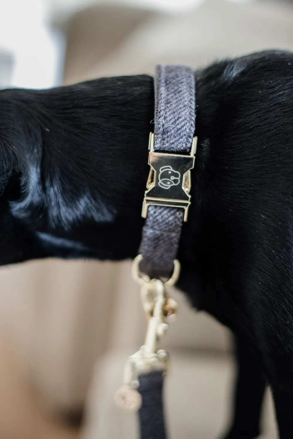 Kentucky Dogwear Kentucky Dogwear-U Hundhaband