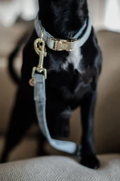 Kentucky Dogwear Kentucky Dogwear-U Hundkoppe