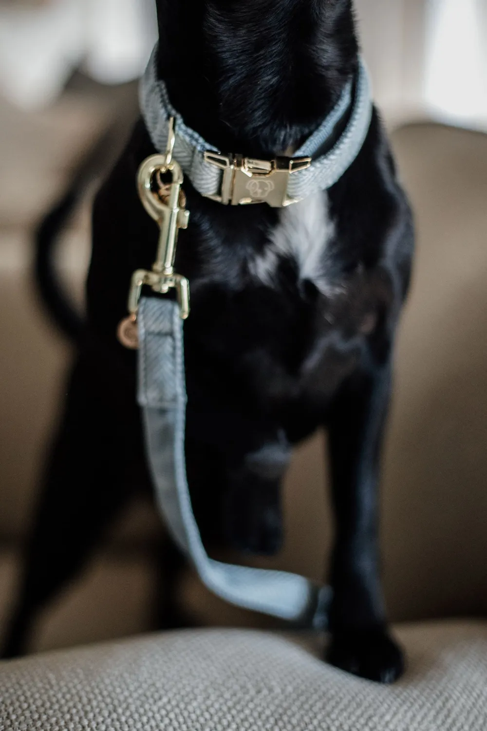 Kentucky Dogwear Kentucky Dogwear-U Hundkoppe