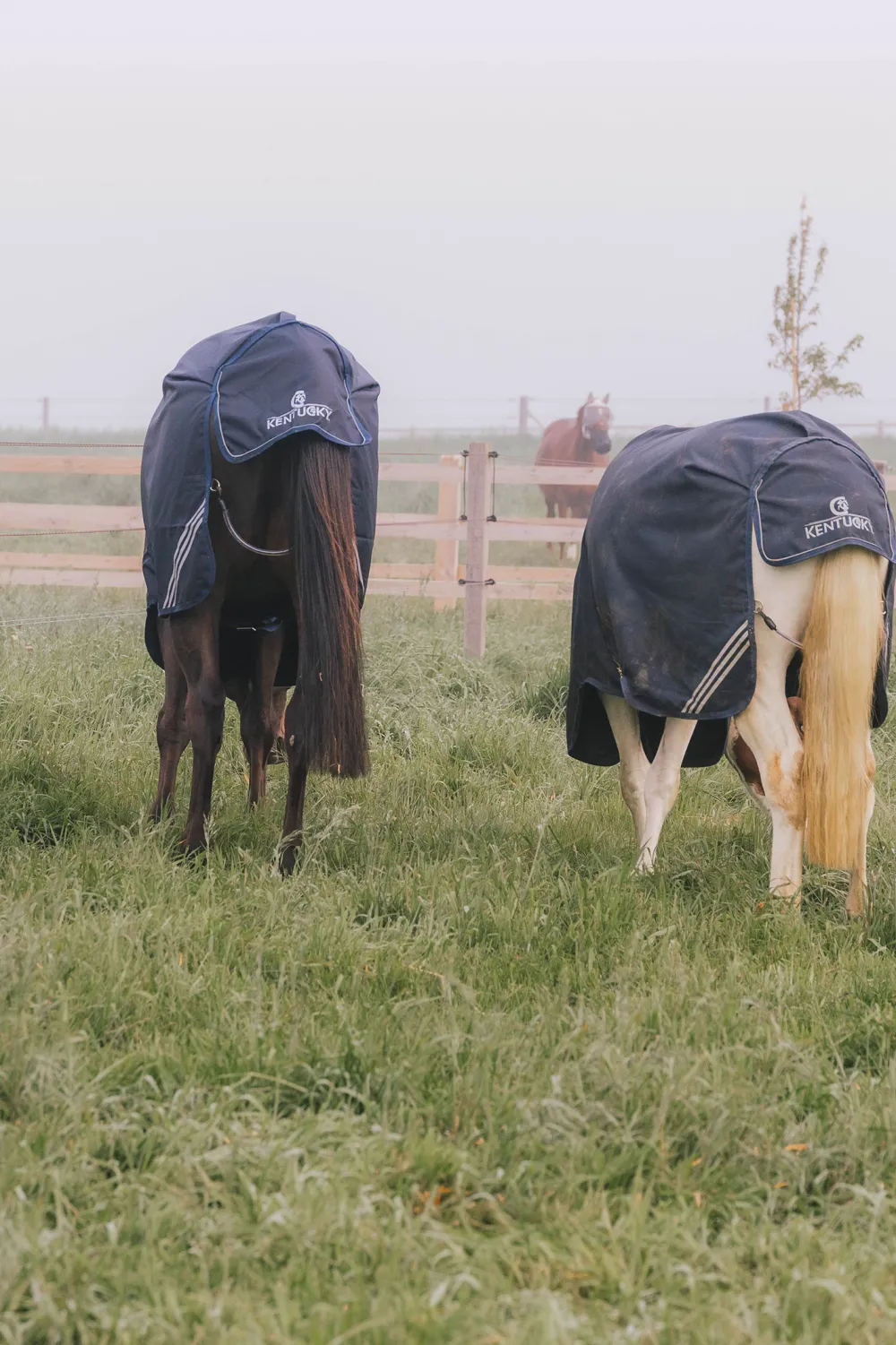 Kentucky Horsewear Kentucky Horsewear-Utetäcke All Weather Comfort 200g