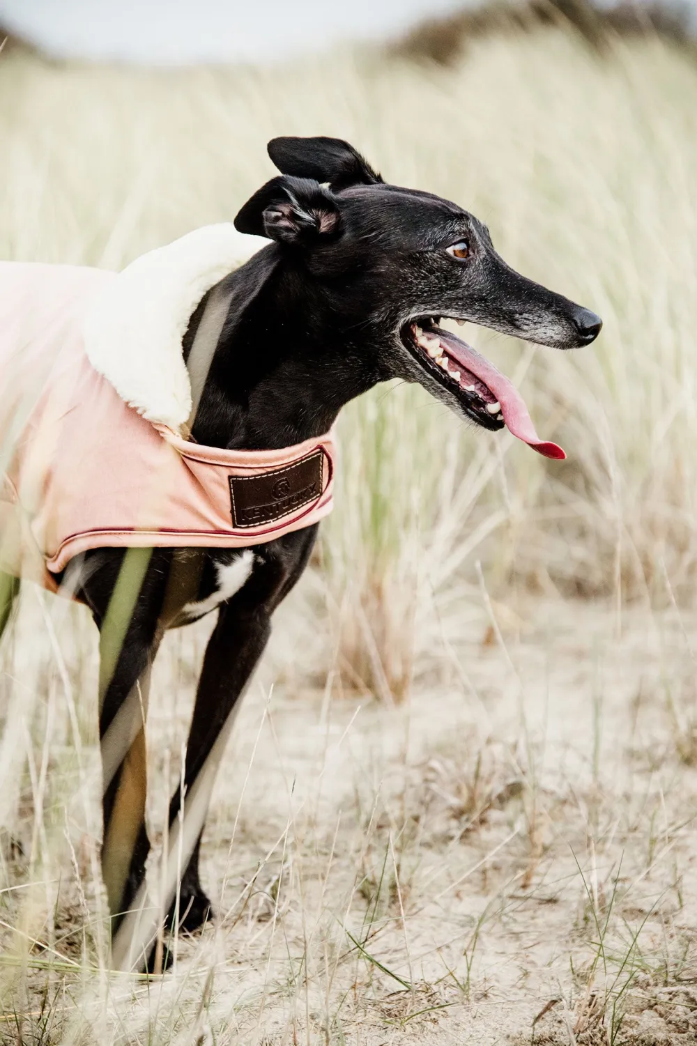 Kentucky Dogwear Kentucky Dogwear-Vattentätt Hundtäcke