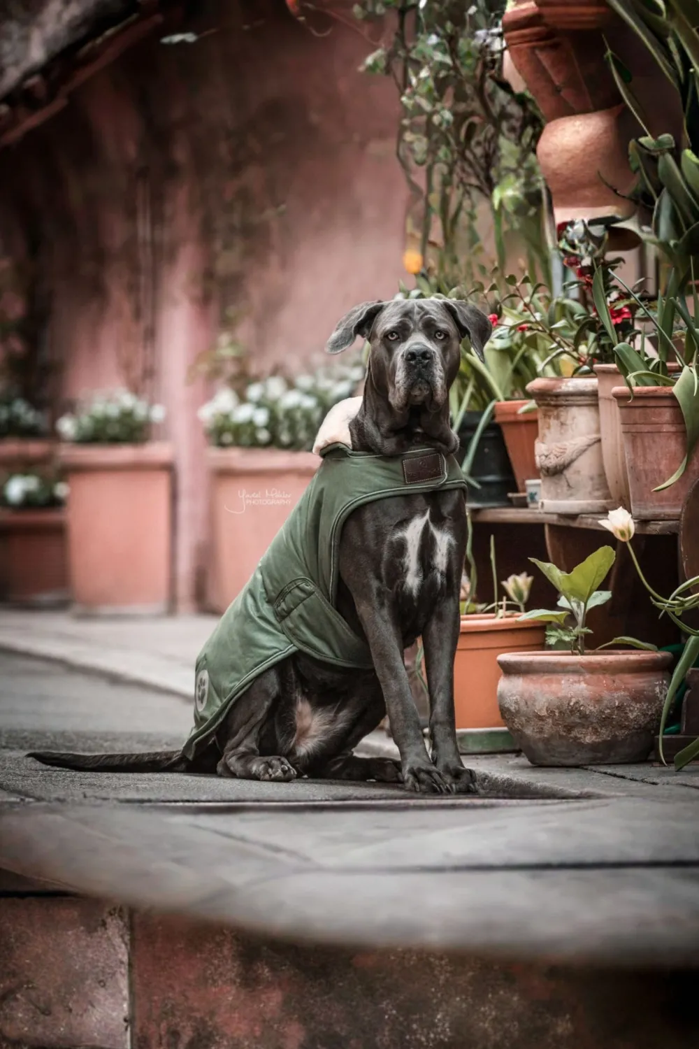 Kentucky Dogwear Kentucky Dogwear-Vattentätt Hundtäcke 300g