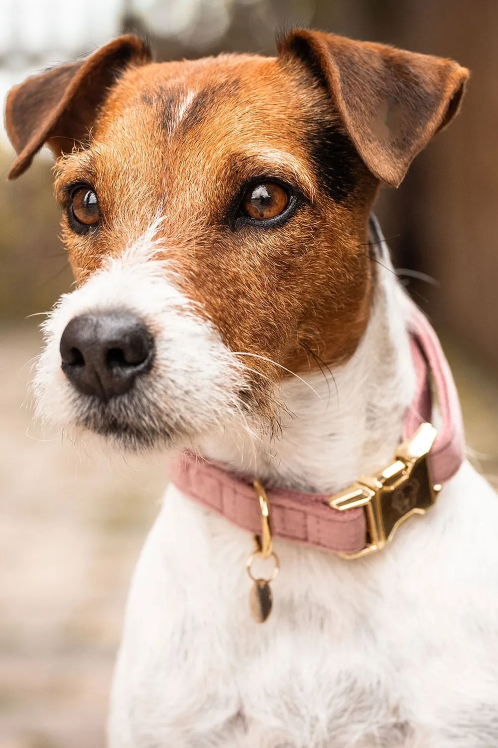 Kentucky Dogwear Kentucky Dogwear-Vevet Hundhaband