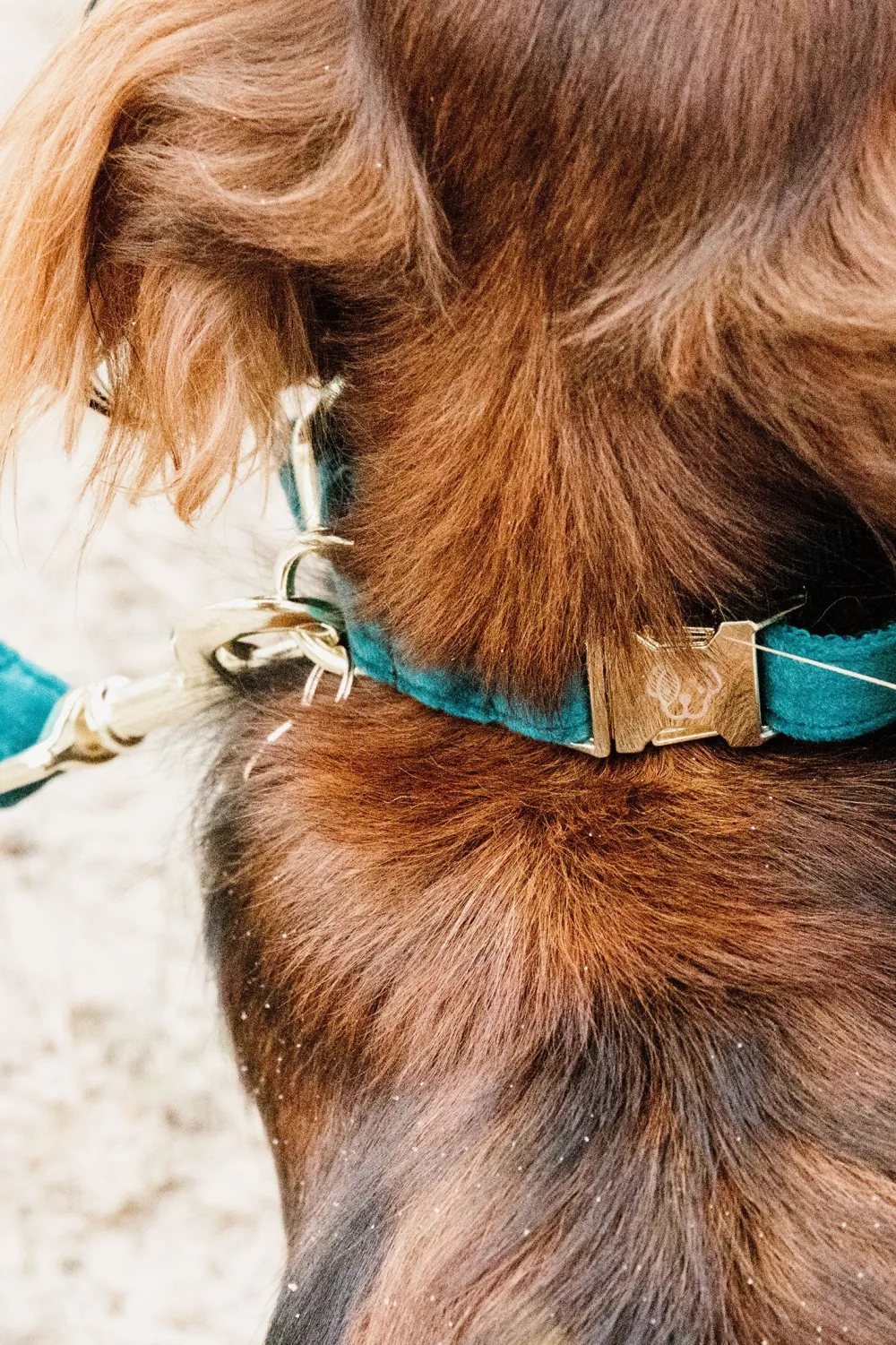 Kentucky Dogwear Kentucky Dogwear-Vevet Hundhaband
