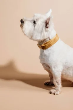 Kentucky Dogwear Kentucky Dogwear-Vevet Hundhaband