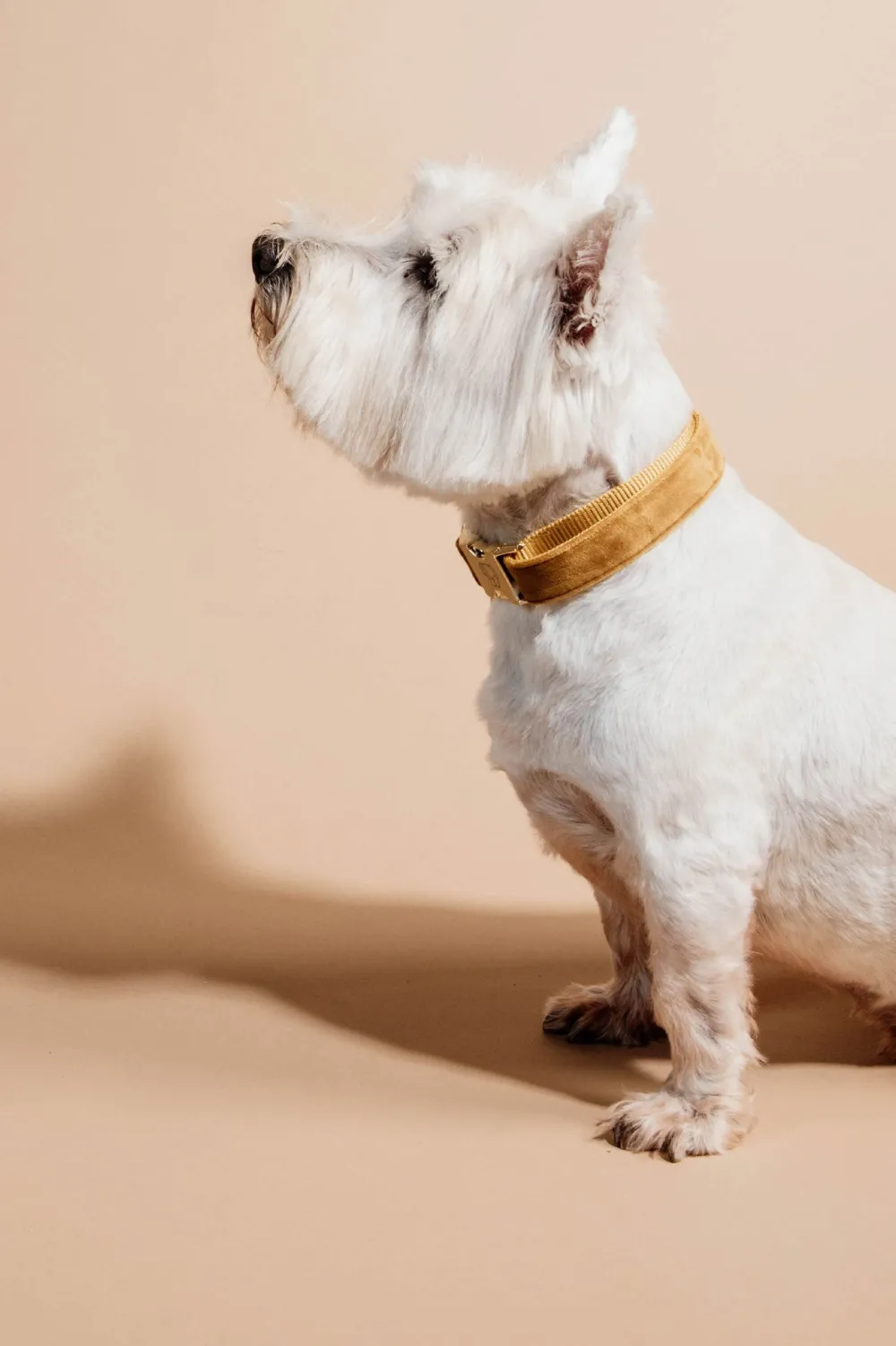Kentucky Dogwear Kentucky Dogwear-Vevet Hundhaband