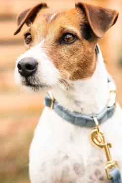 Kentucky Dogwear Kentucky Dogwear-Vevet Hundhaband