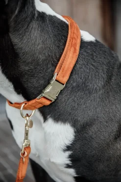 Kentucky Dogwear Kentucky Dogwear-Vevet Hundhaband