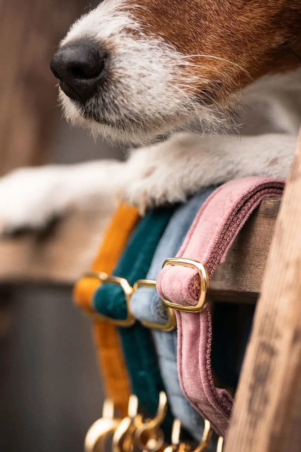 Kentucky Dogwear Kentucky Dogwear-Vevet Hundhaband